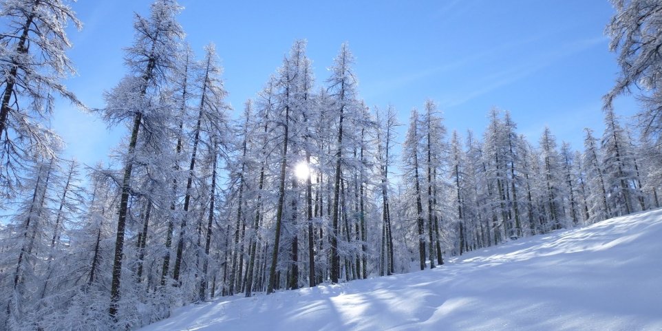 forêt enneigée